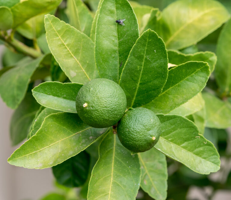 The Different Types Of Lime Trees How To Grow Them Arbor Operations