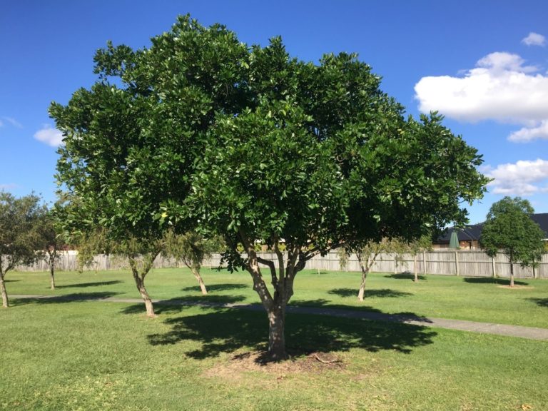 6 Queensland Native Trees For Your Garden