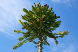 Wollemi Pine Tree