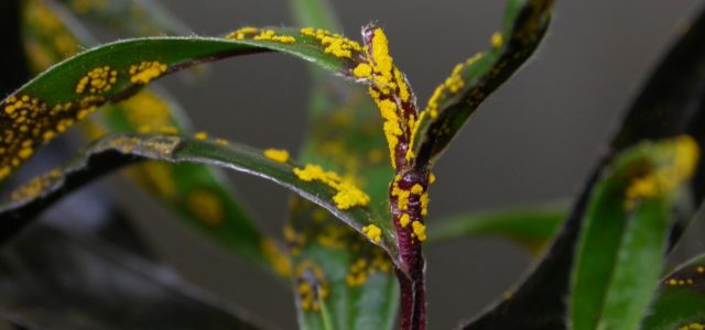 Myrtle Rust