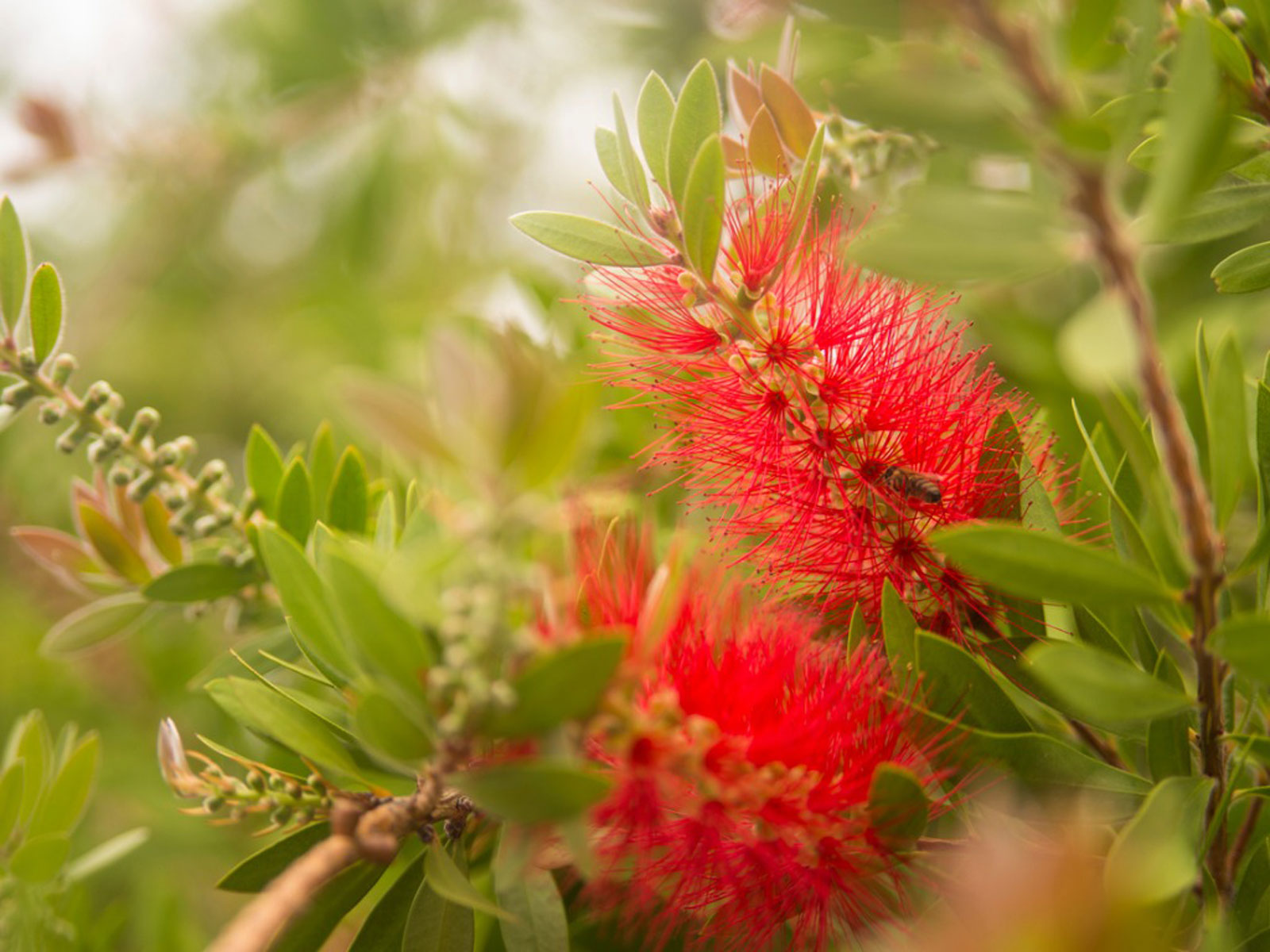 https://www.arboroperations.com.au/wp-content/uploads/2020/12/bottle-brush.jpg