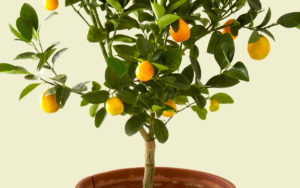 Trees For Pots Citrus