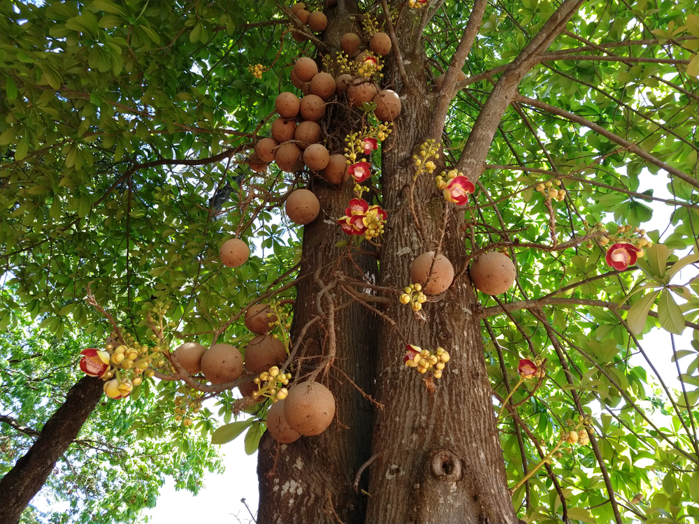 beautiful fruit trees