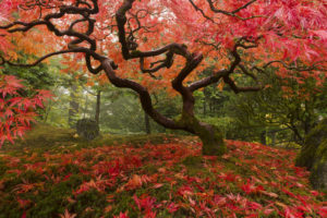 Low Maintenance Trees - Japanese Maple