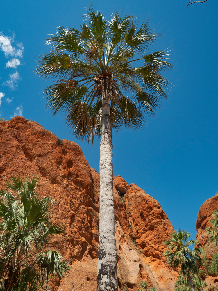 20 Wonderful Palm Trees For Your Australian Garden