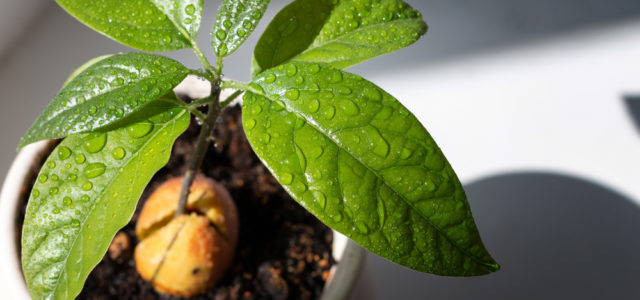 Avocado Tree - Growing From Seed