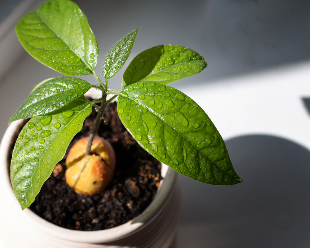 How To Grow An Avocado Tree At Home The Easy Way
