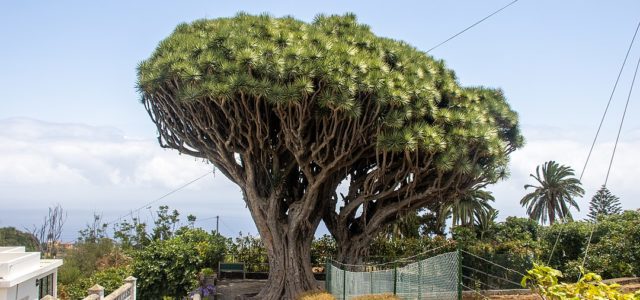 Dragon Tree - Dragos Gemelos