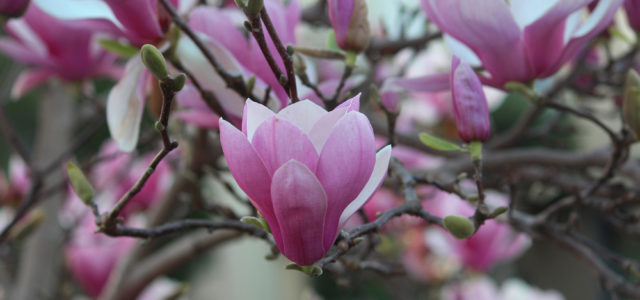 Saucer Magnolia