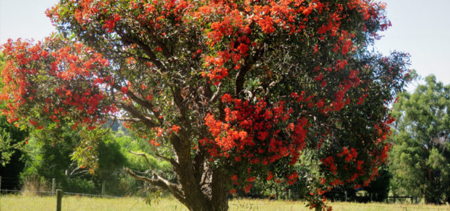 Red Flowering Gum Tree