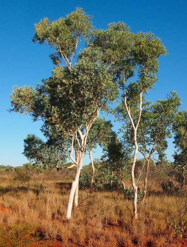 15 Magnificent Gum Trees (Eucalyptus) With Pictures