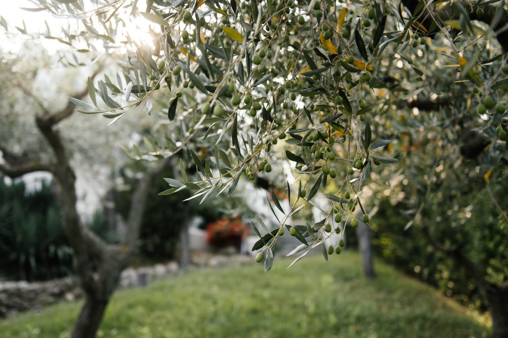 How To Plant, Grow And Prune An Olive Tree - Bunnings Australia