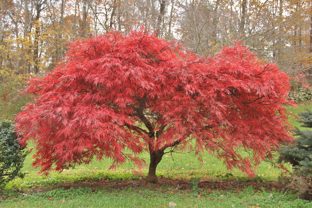 The Ultimate List Of Trees With Non-Invasive Roots | Arbor Operations