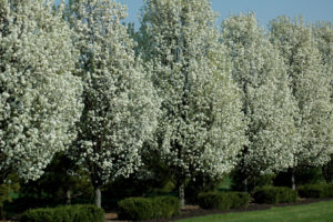 The Ultimate List Of Trees With Non-Invasive Roots | Arbor Operations