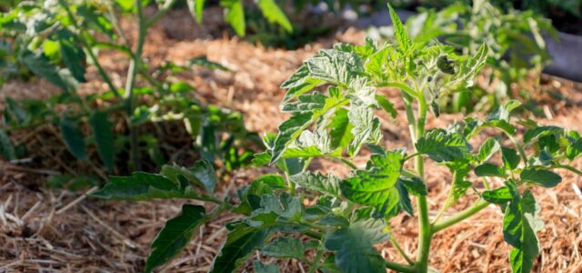 Young Mulched Tomatoes In The Garden