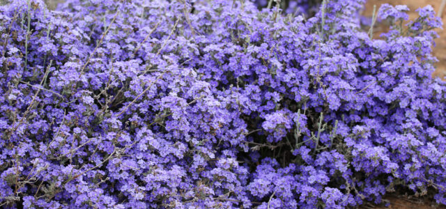 Native Shrubs - Glasshouse Glory