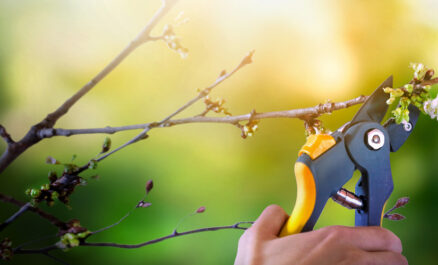 Pruning Fruit Trees in Winter