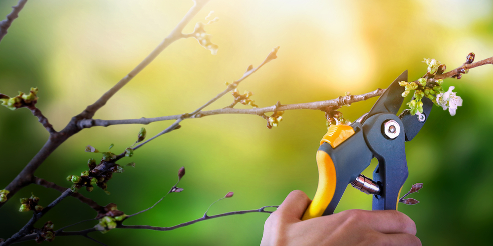 Pruning Fruit Trees in Winter